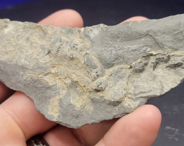 Flexicalymene Fossil Trilobite (REAL) Arnheim Formation Ohio Ordovician OT4