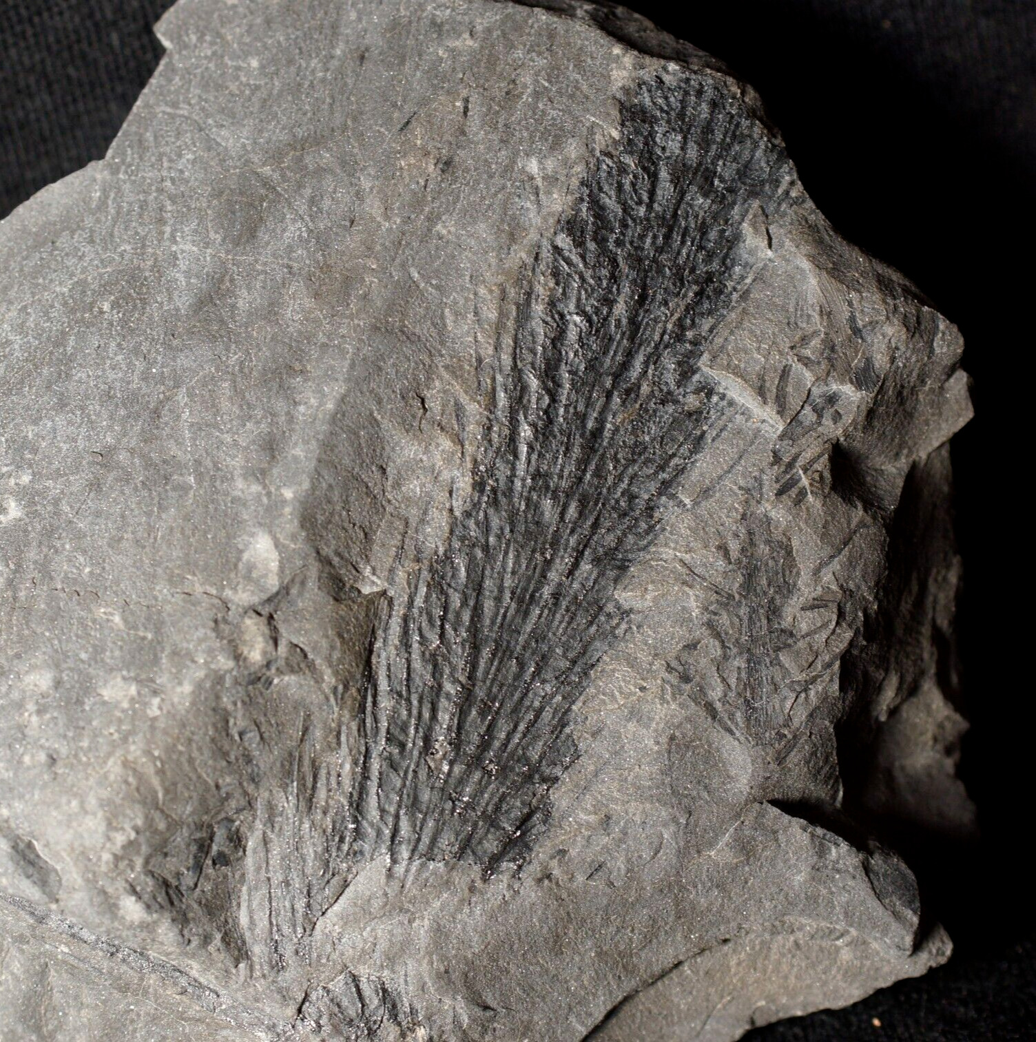 RARE extinct horsetail Sphenophyllum fossil cone Sphenophyllostachys 