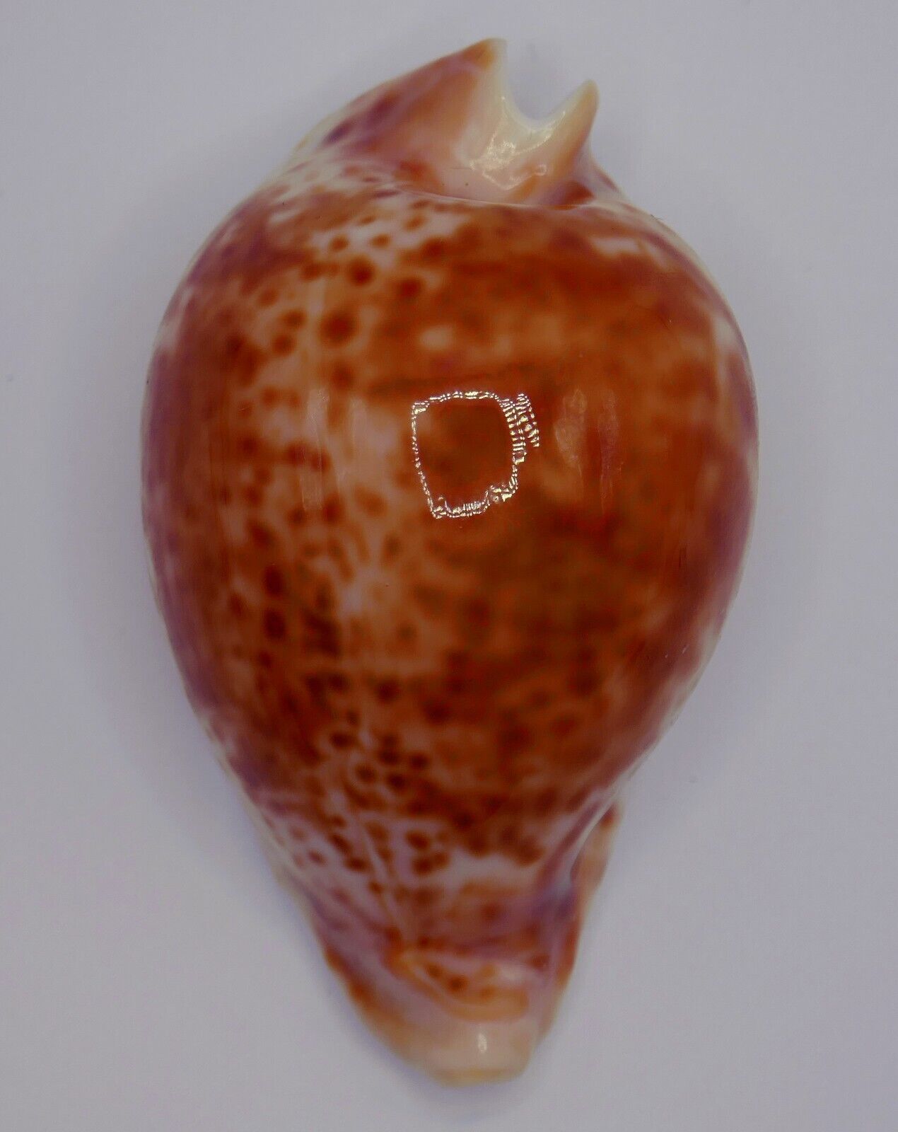 ULTRA Cypraea (Umbilia) hesitata beddomei GOLDEN-ORANGE 66.1mm Sydney, Aust.