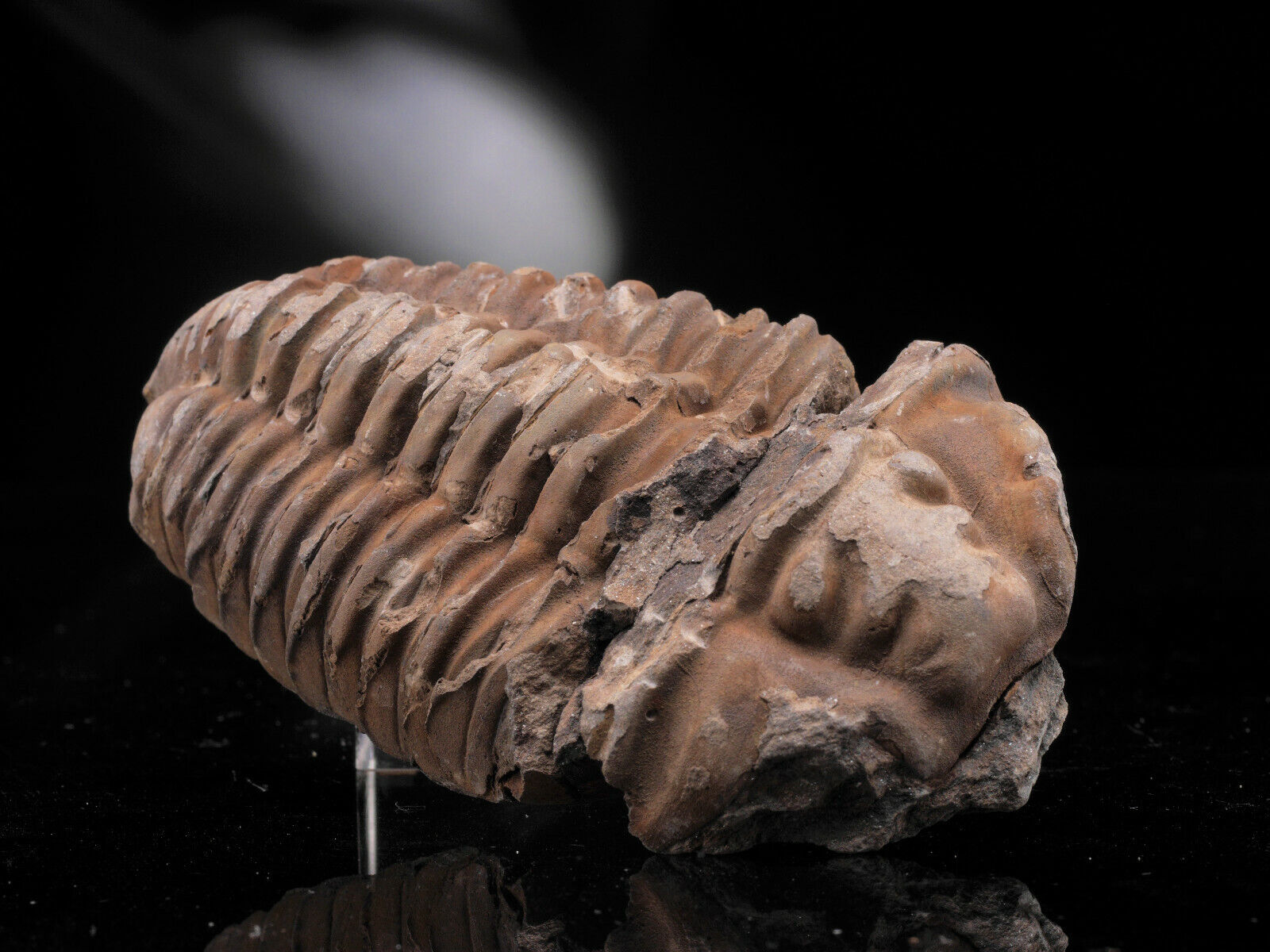 Trilobite Flexicalymene - Morocco well preserved ordovician 95mm