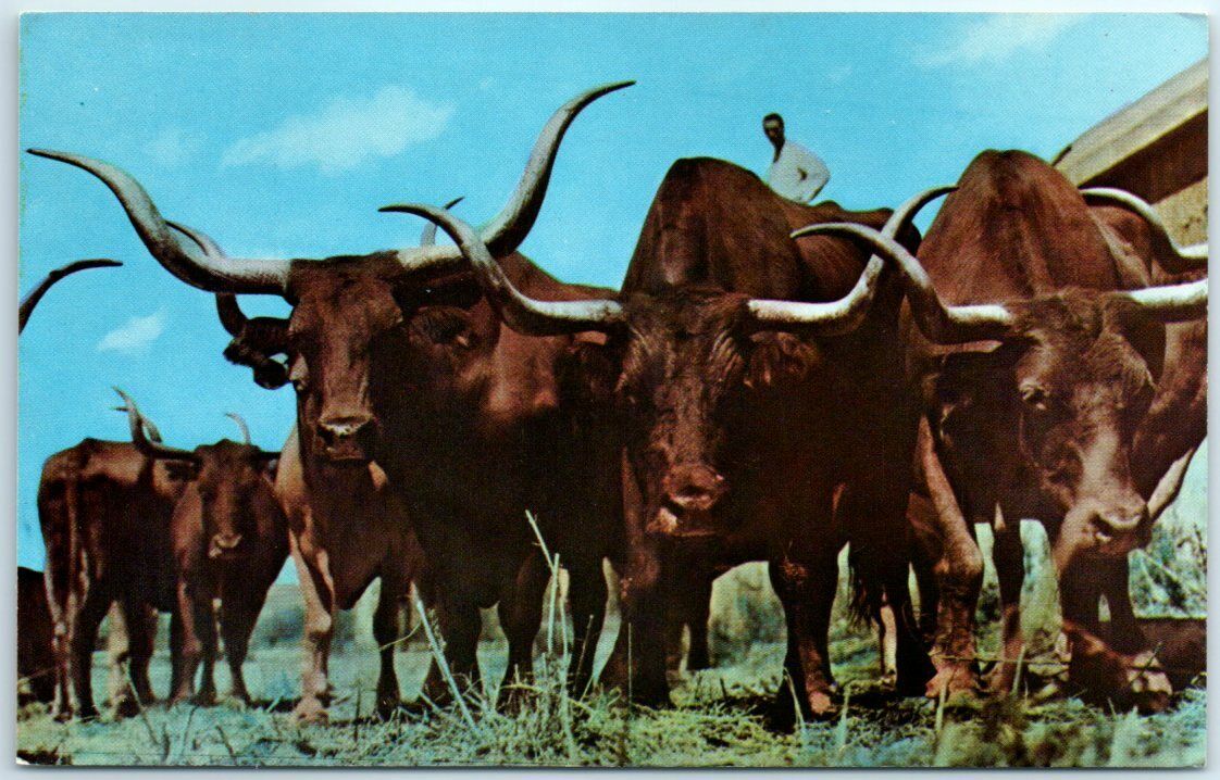Postcard - Vanishing Texas Longhorns - Gene Autry-Everett Colborn Rodeo - Texas