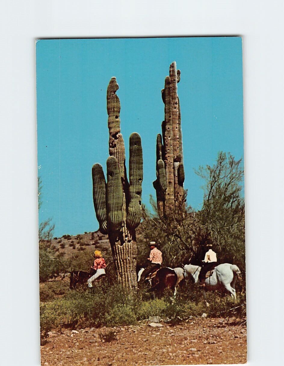 Postcard The Arizona Biltmore in Sunny Phoenix USA