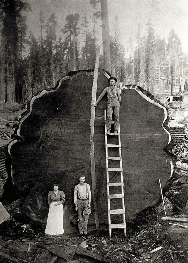 Antique Photo ... Logging , People Pose w/ Large Tree .... Photo Print 5x7