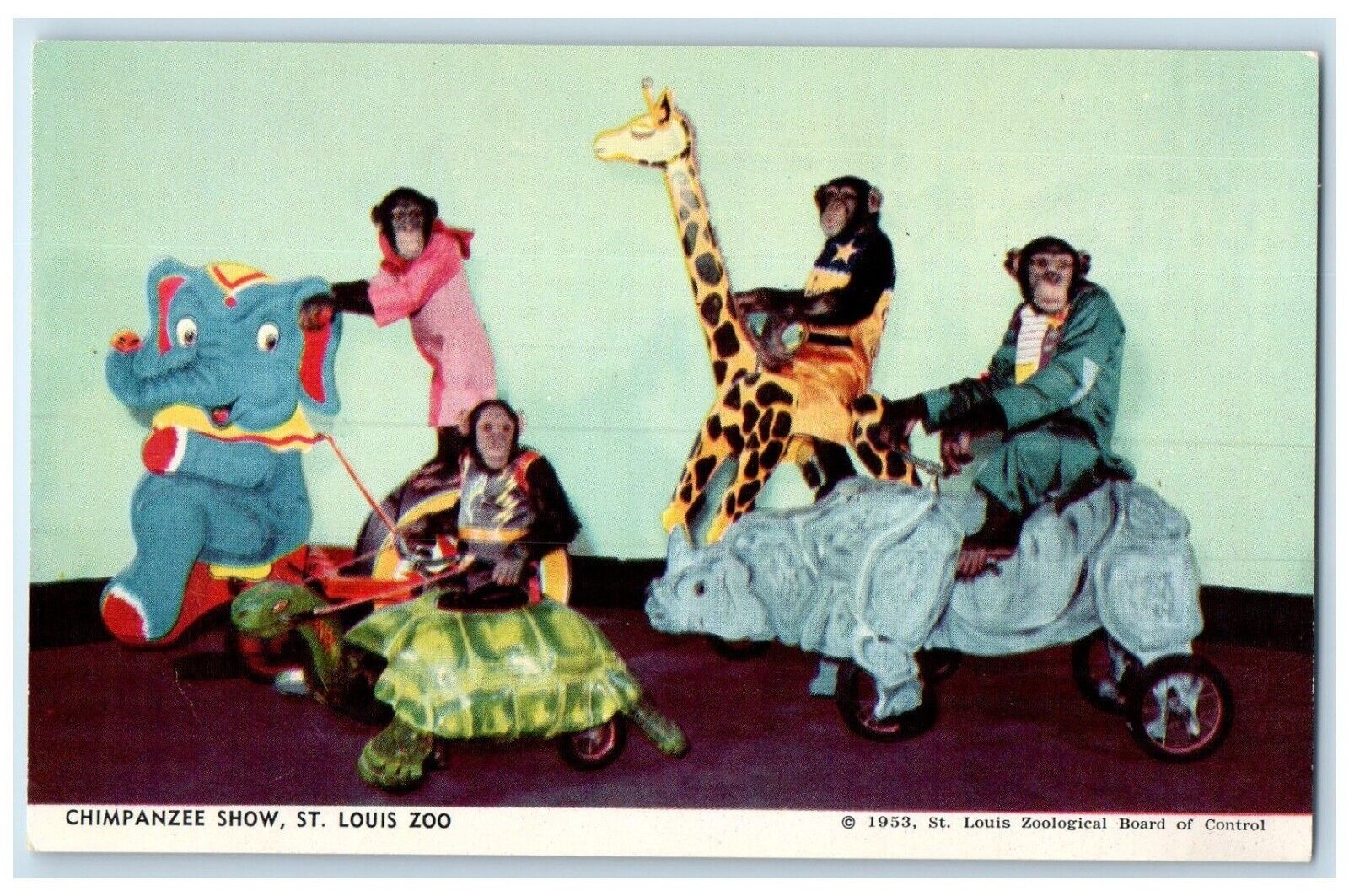c1950's Chimpanzee Show St. Louis Zoo Saint Louis Missouri MO Vintage Postcard