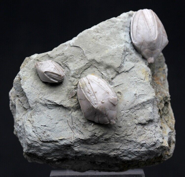 BLASTOID FOSSIL PLATE Sea Life Matrix Mineral Specimen Echinoderm ILLINOIS RARE