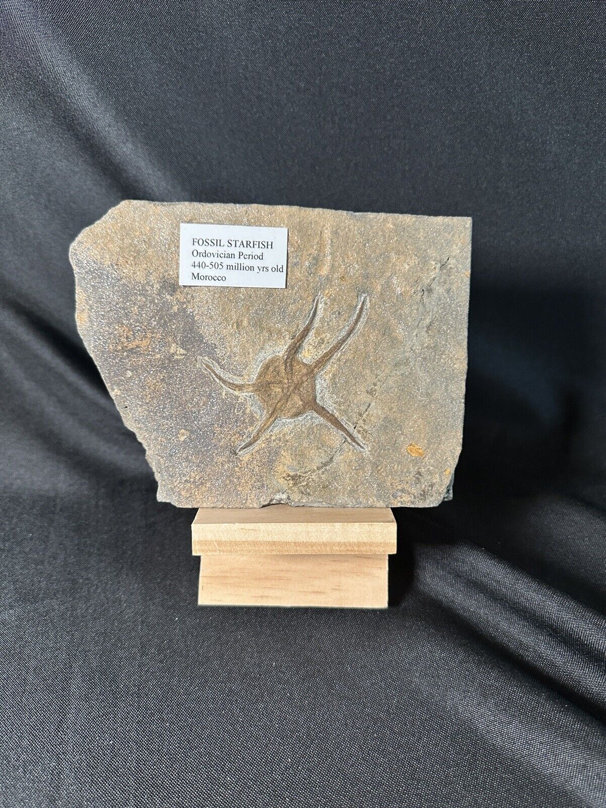 Large Fossil Starfish Geocoma Carinata - Ordovician Period - Morocco 440-505 MYA