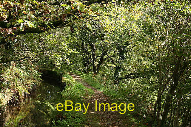 Photo 6x4 Mary Tavy: Hillbridge leat 3 Cudlipptown In woodland in the Tav c2008