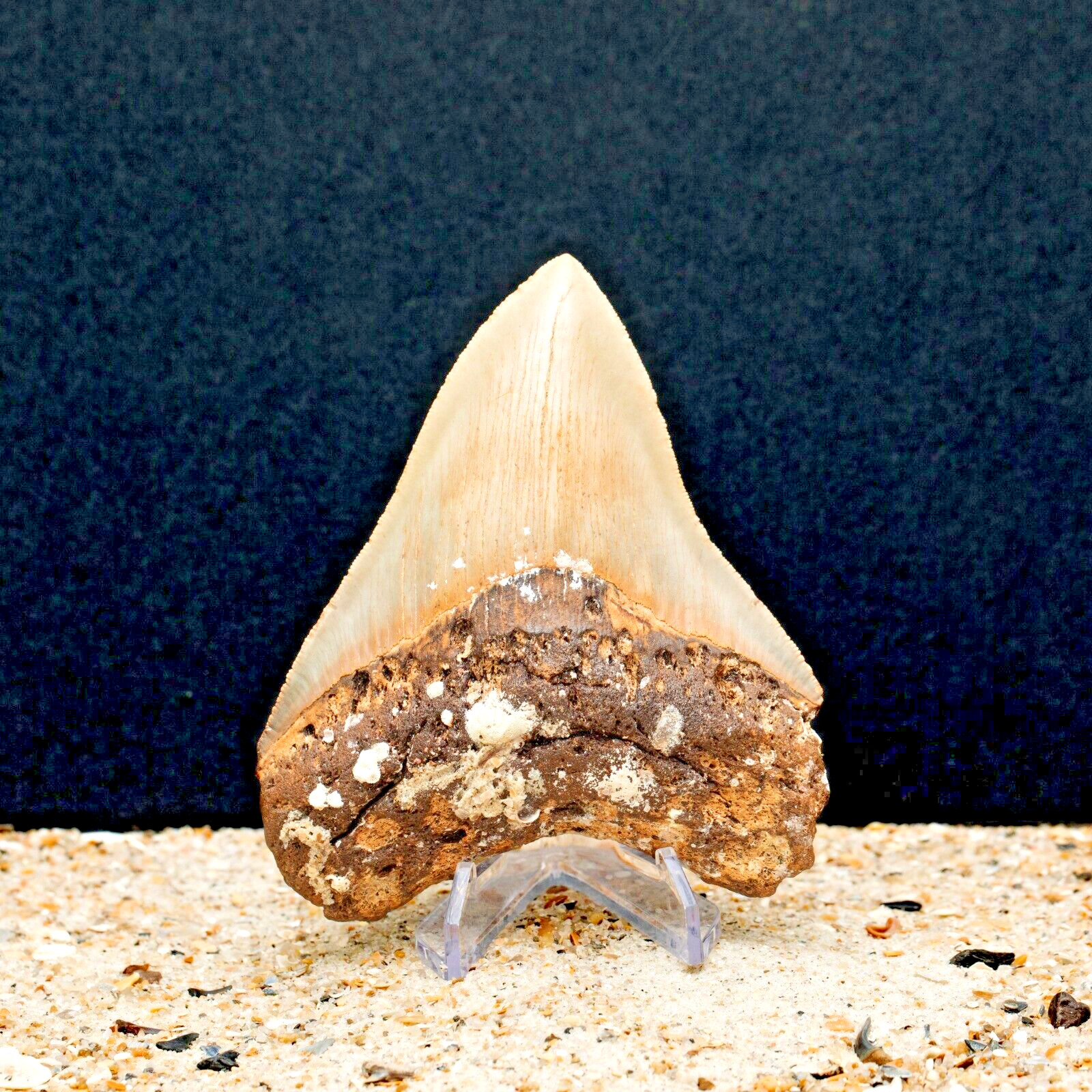 Authentic MEGALODON Shark Tooth Fossil All Natural