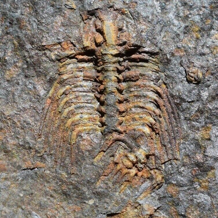 Ultra Rare Trilobite Fossil Kettneraspis aracana Bolivia Silurian