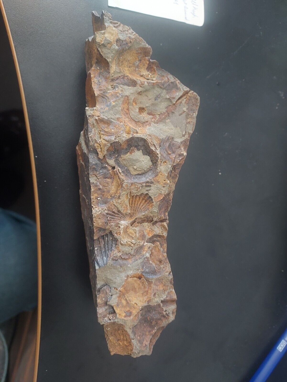 776g/3880ct Tasmanian Cluster Salwater Fossils 100% Natural Australia Hyper Rare