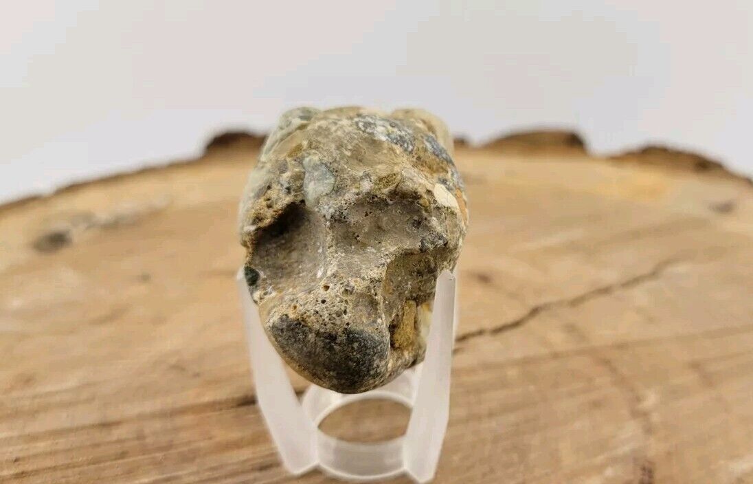 Prehistoric Fossilized Turtle Skull 