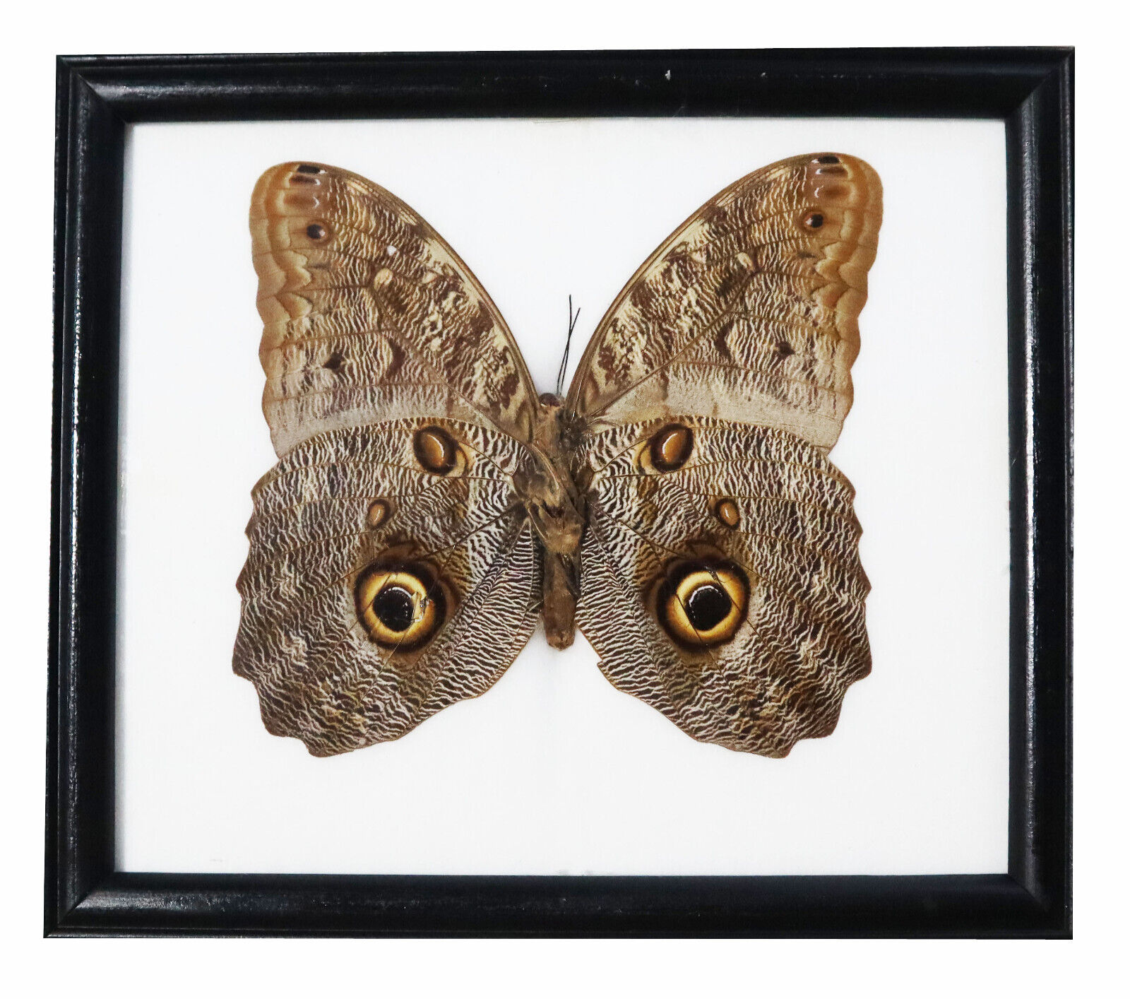 Real Butterfly taxidermy frame Owl butterflies Caligo euriloch Hang on display.