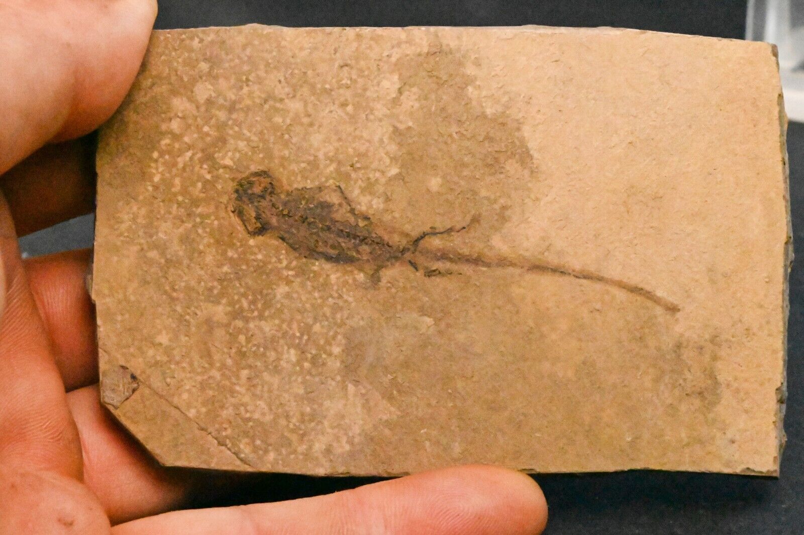 Apateon Pedestris Permian Palatinate Rhenan Fossil Salamander Germany n3