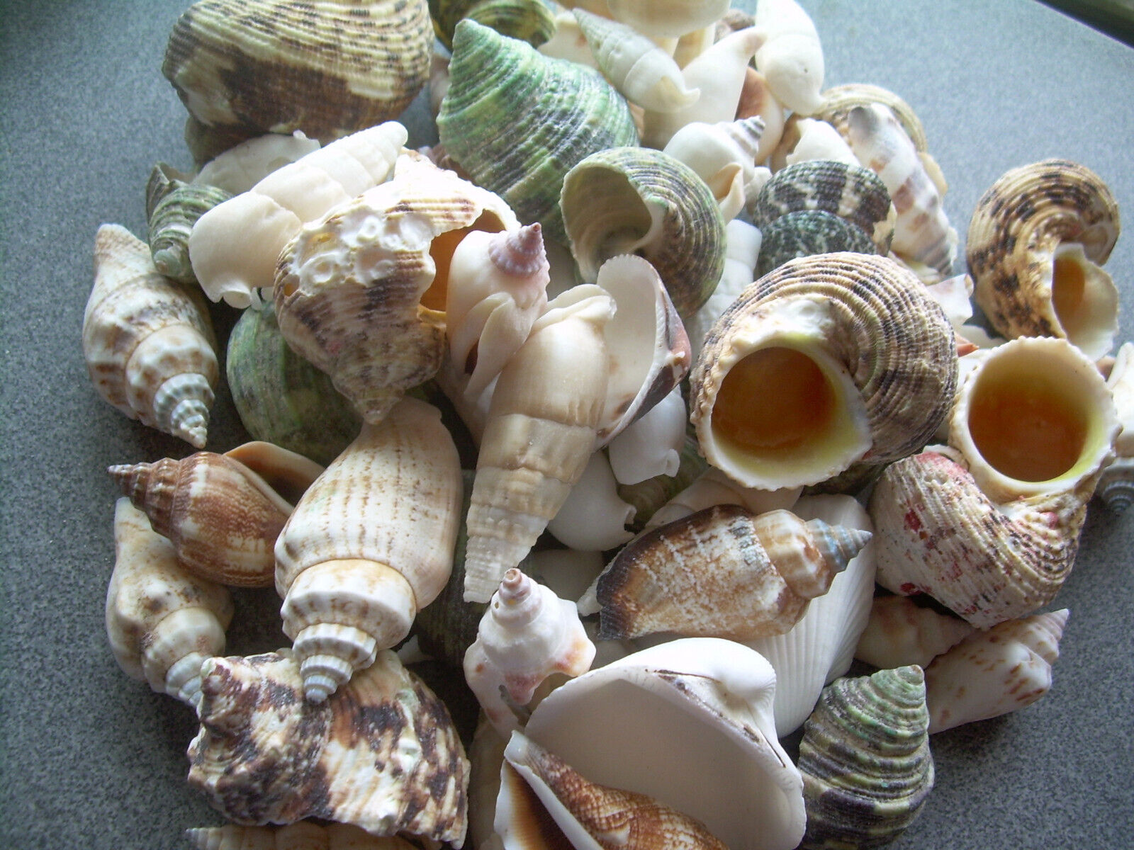 200+ Piece Pack Mixed Natural Sea Shells Crafts Aquarium Lot 