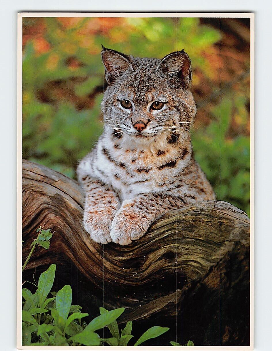 Postcard Bobcat (Felis Rufus)
