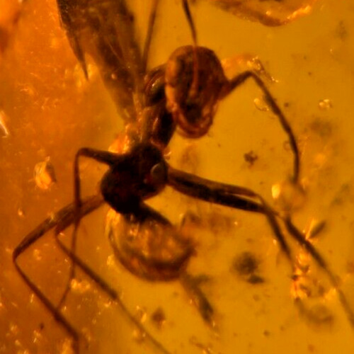 A101 BU585 Female Ant oldest in fossil record in Burmese Amber Myanmar ~99mya
