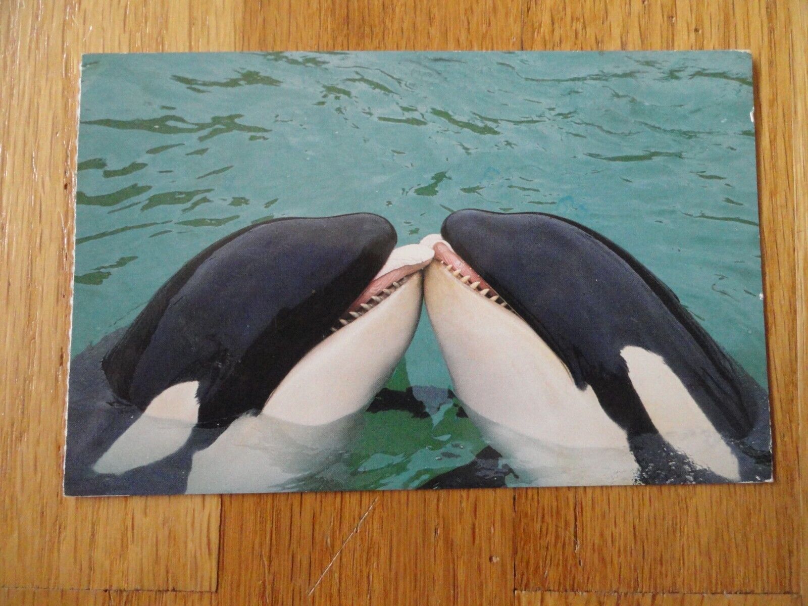 Kissing Killer Whales At Sea World Orlando Florida Vintage posted Shamu