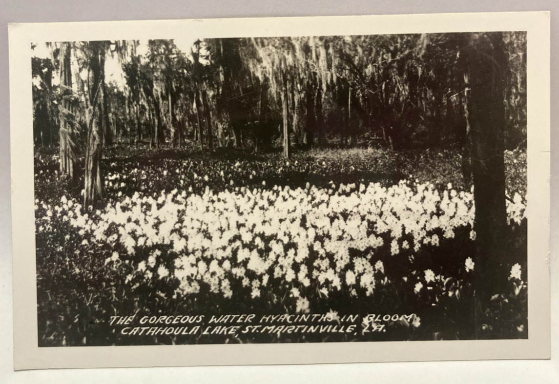 RPPC Water Hyacinths, Catahoula Lake, St. Martinville Louisiana Vintage Postcard