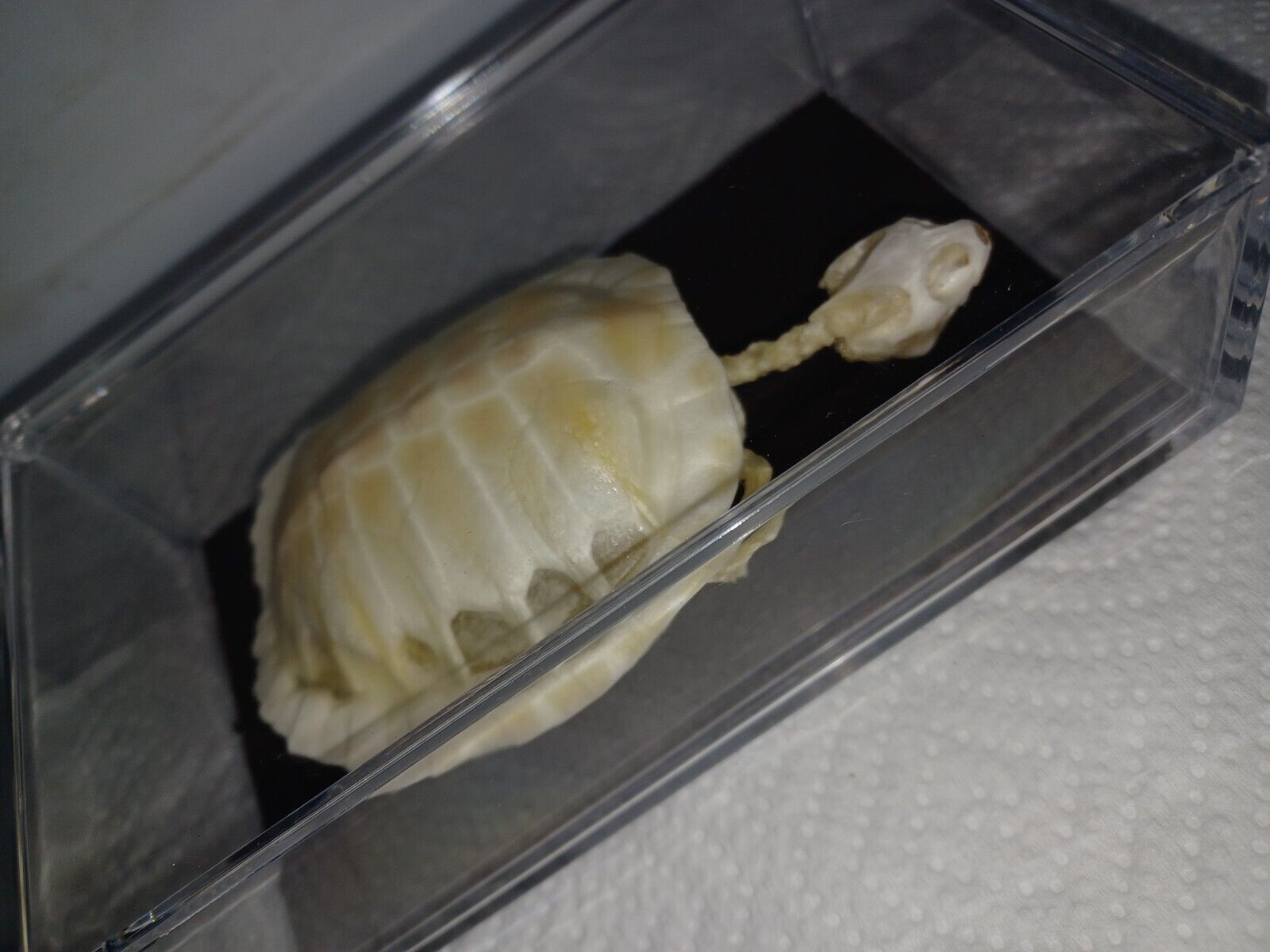 Turtle Skeleton Mounted In Plexiglass Box Taxidermy Real