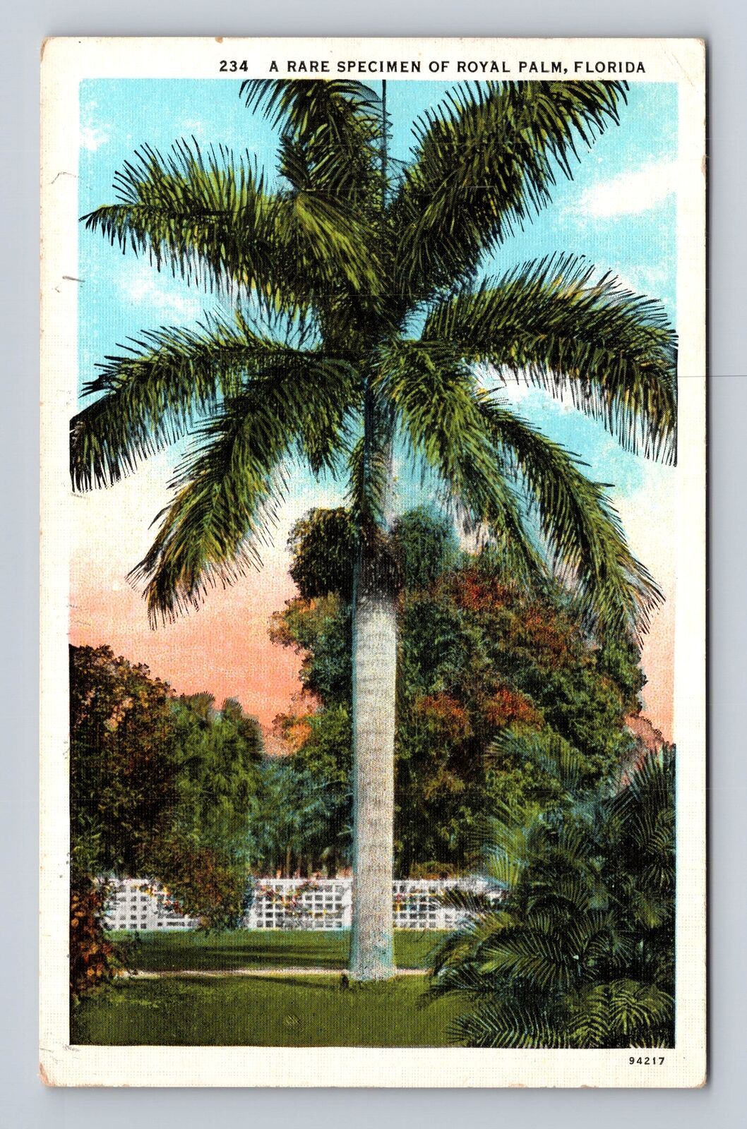 Royal Palm FL- Florida, Rare Specimen, Antique, Vintage c1937 Souvenir Postcard
