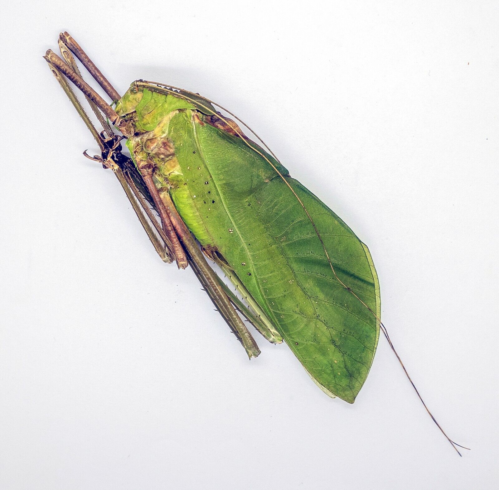 Orthoptera -Macrolyristes Coporalis (m) -World Largest Hopper - V. Rare (MCM06)