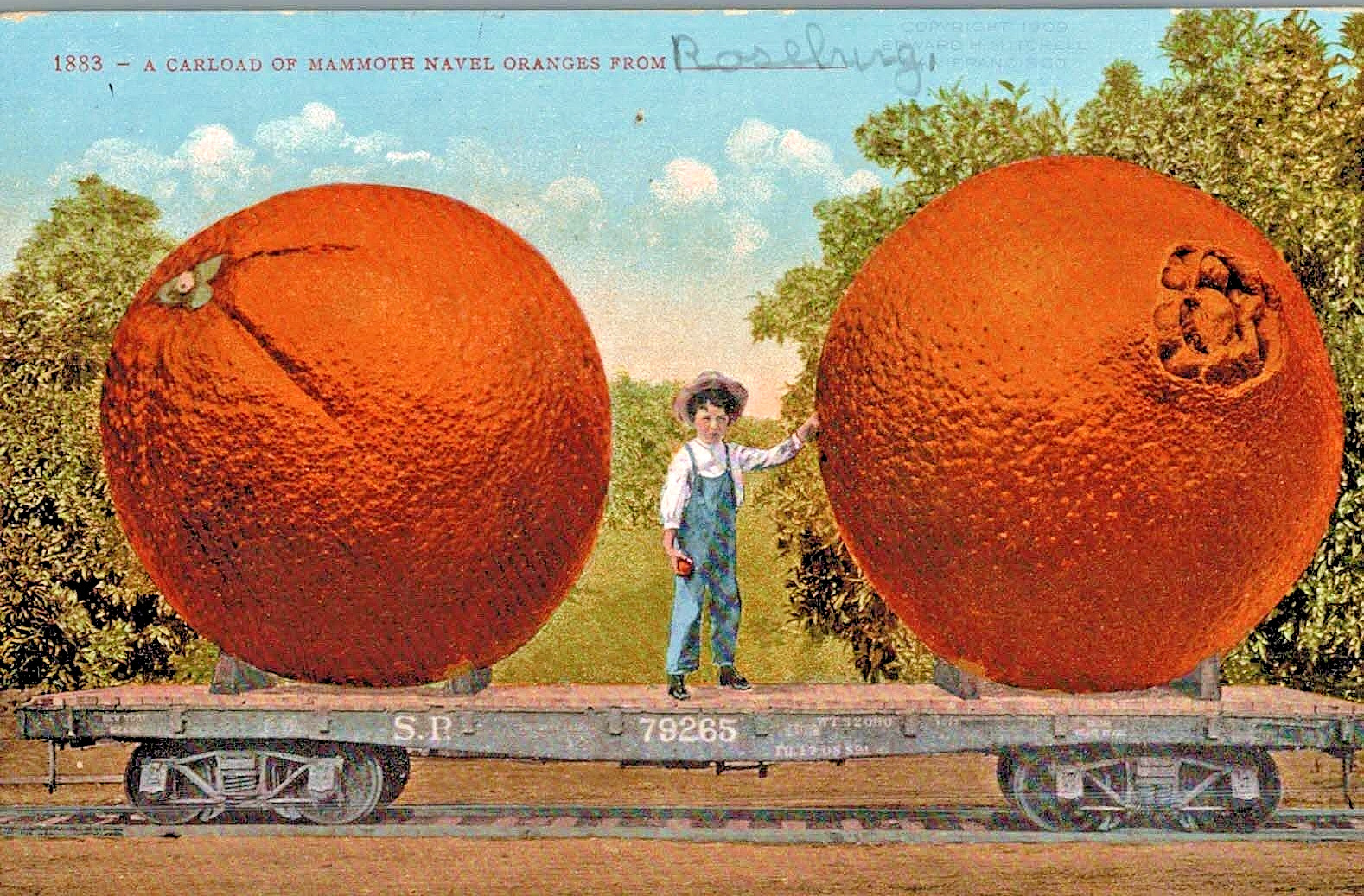 VIntage Postcard-A carload of Mammoth Navel Oranges, Exaggeration PC
