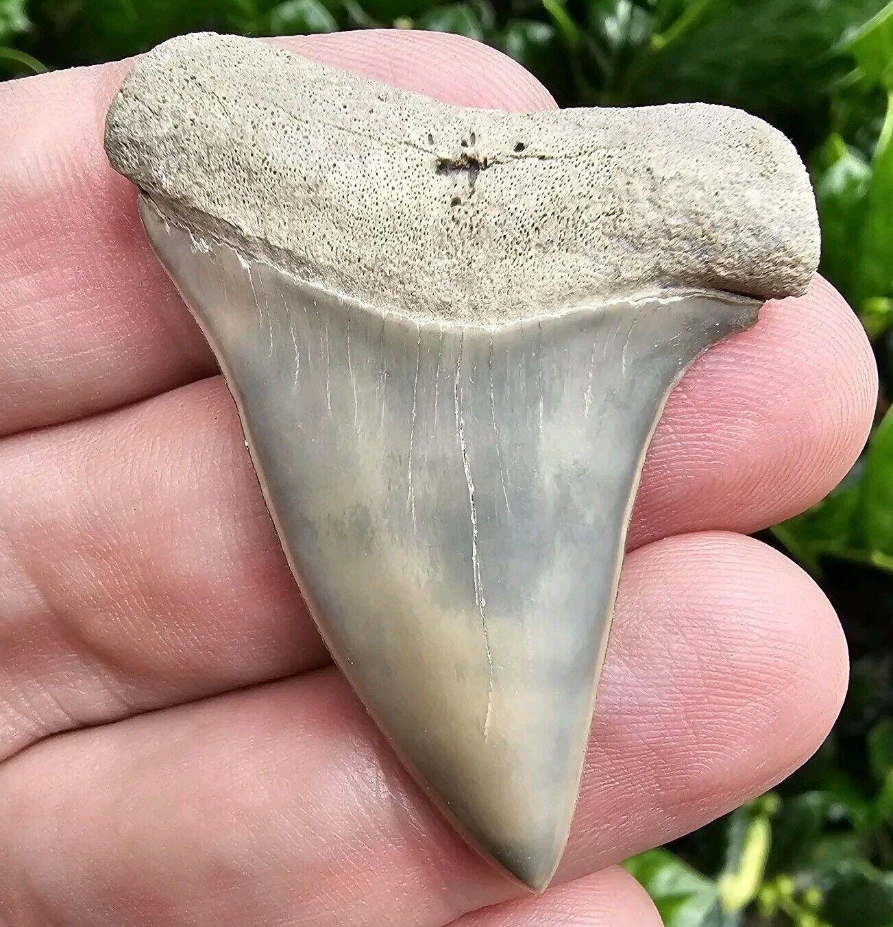 Lee Creek Hastalis Shark Tooth Fossil Mako North Carolina Not Great White