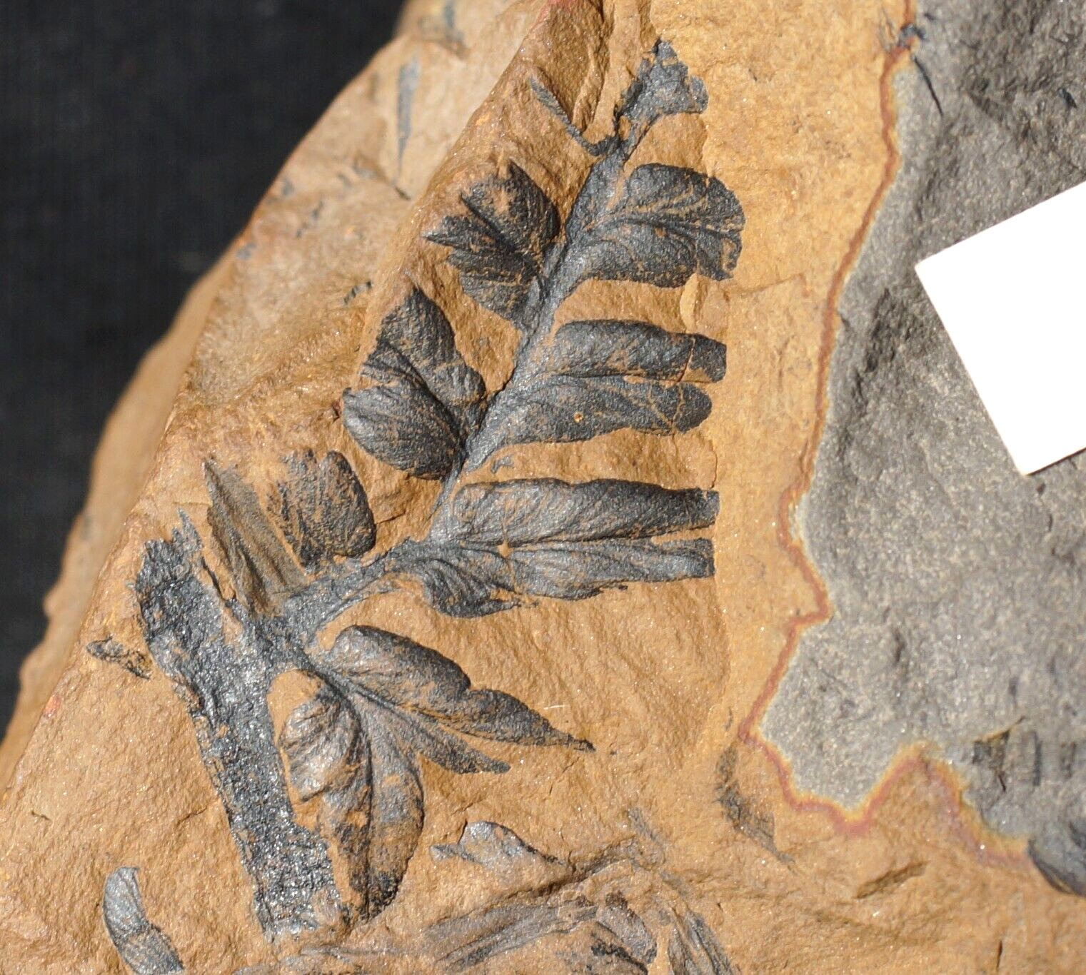 Extinct fossil plant coal age Mariopteris climber vine seed fern in siderite 
