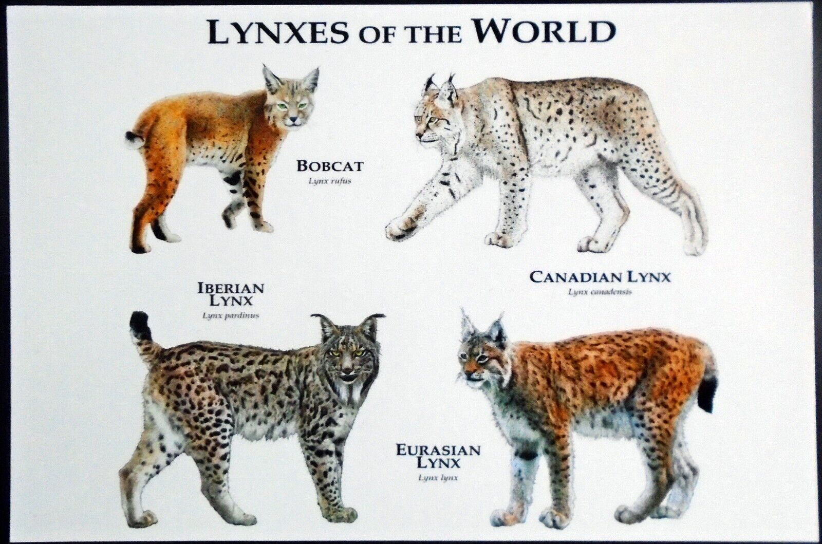 Café Press Lynxes of the World 4x6 Postcard, Bobcat, Iberian Lynx, Eurasian Lynx