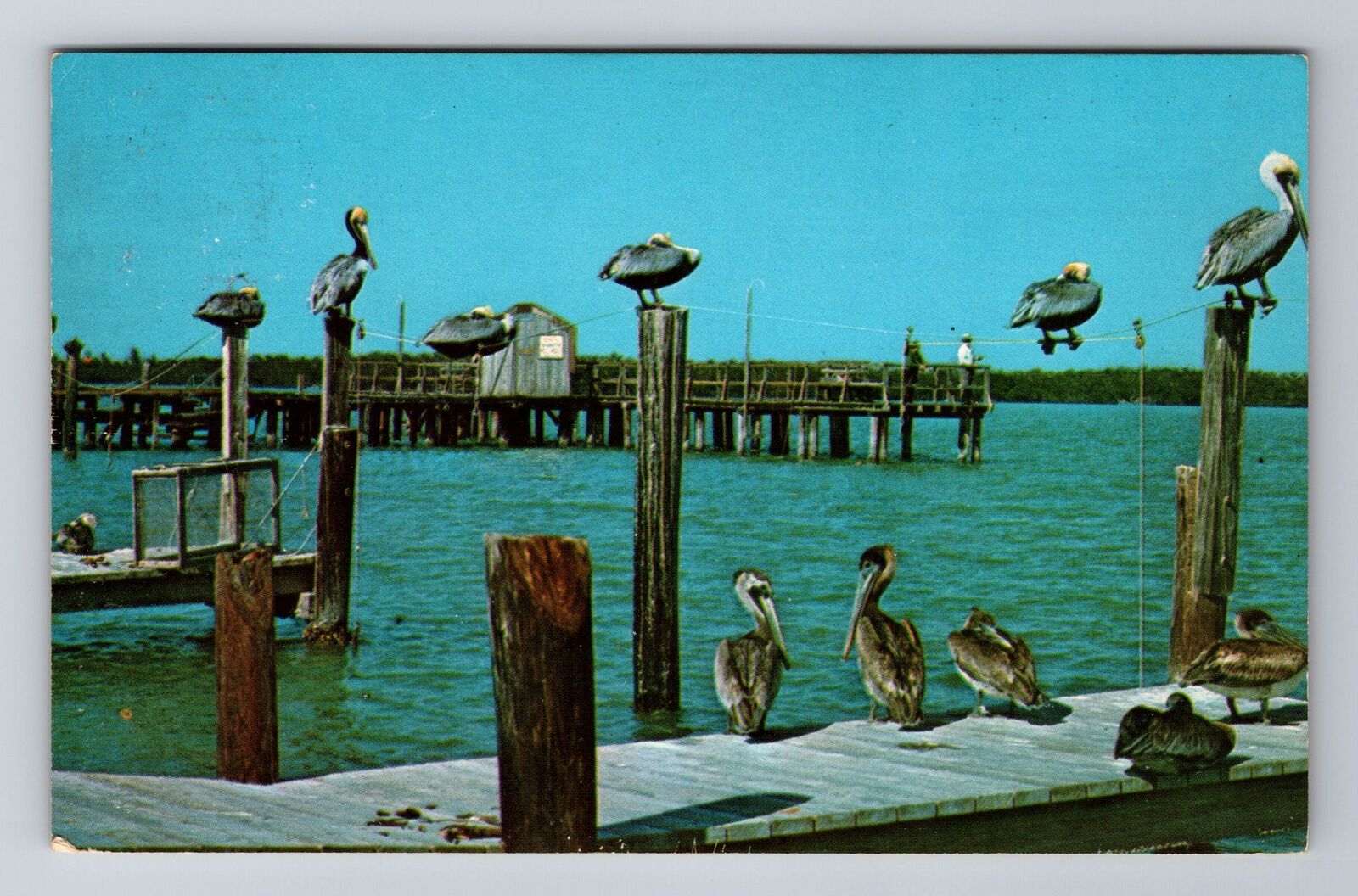 Marco Island FL-Florida, Pelicans Waiting for Fish Dinner c1971 Vintage Postcard