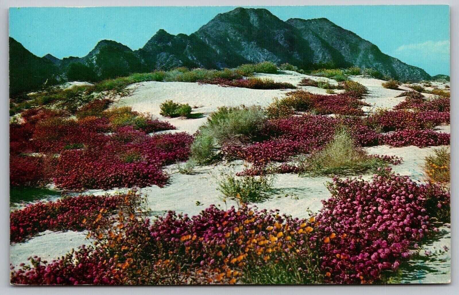 Springtime Desert Verbenas Bloom Flowers Floral Mountains Vintage UNP Postcard