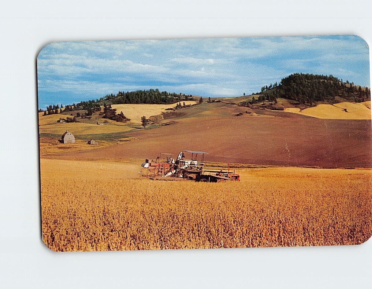 Postcard The Land of the Palouse Wheat & Edible Peas Field near Palouse WA USA