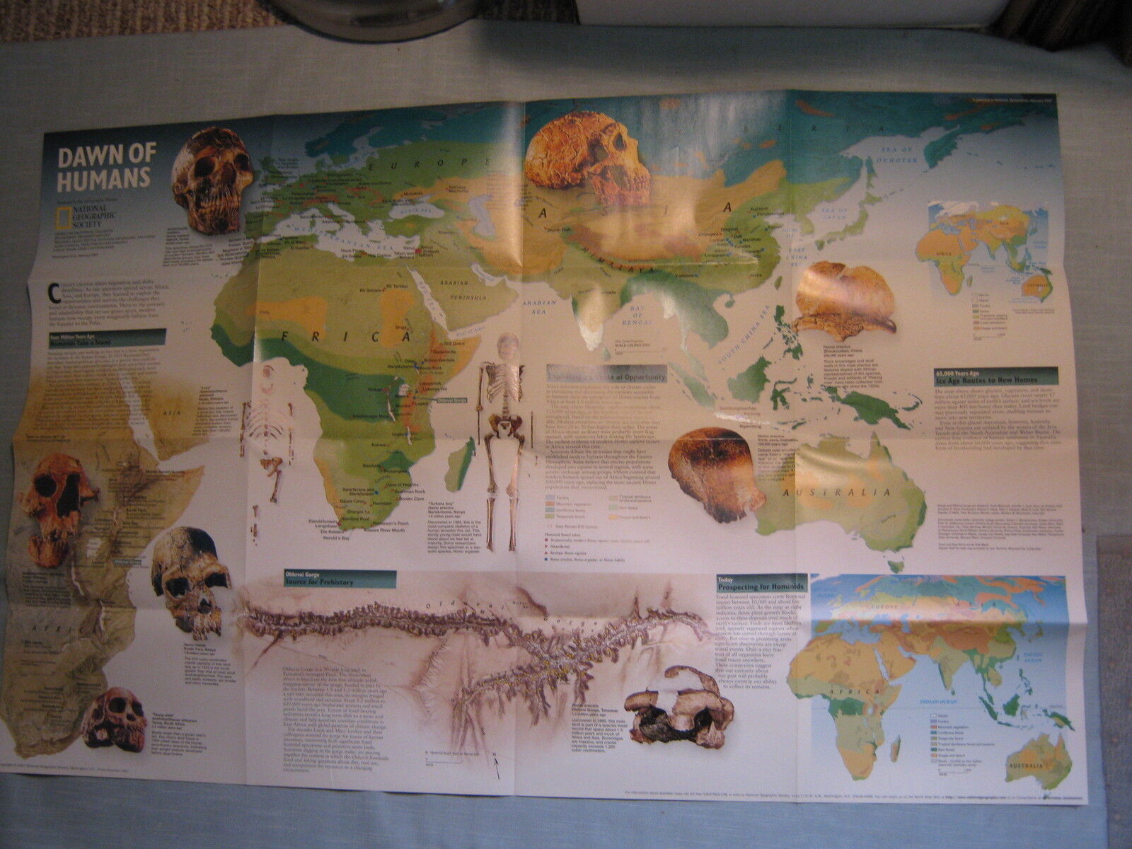 DAWN OF HUMANS + SEEKING OUR ORIGINS EVOLUTION MAP National Geographic Feb. 1997