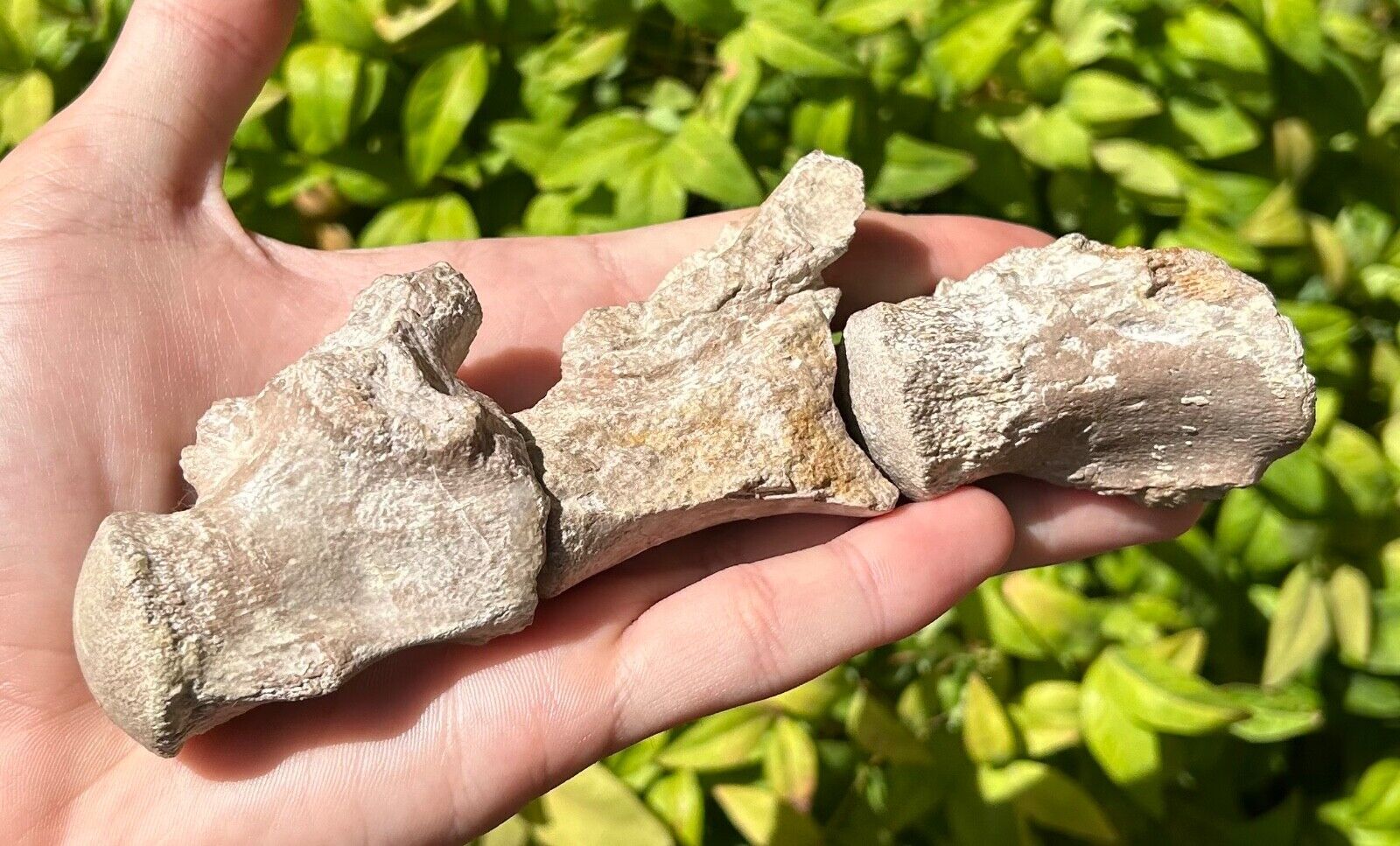 Rare Alabama Fossil Mosasaur Vertebrae SET OF 3 Cretaceous Age Dinosaur Bones