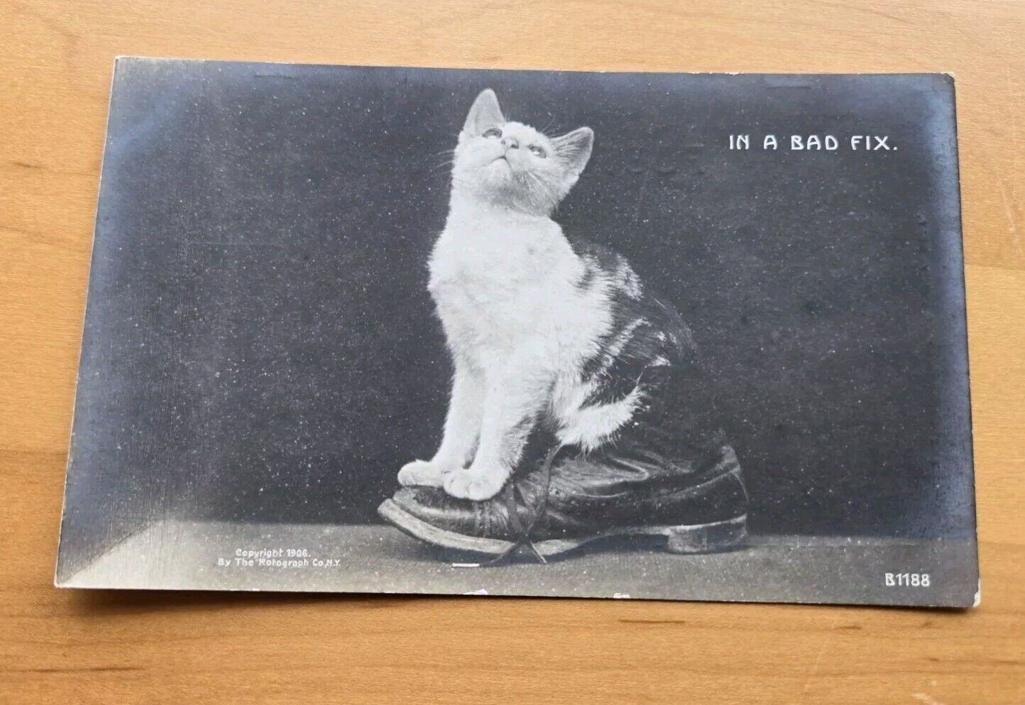 Rotograph In A Bad Fix Cat In Shoe RPPC Postcard