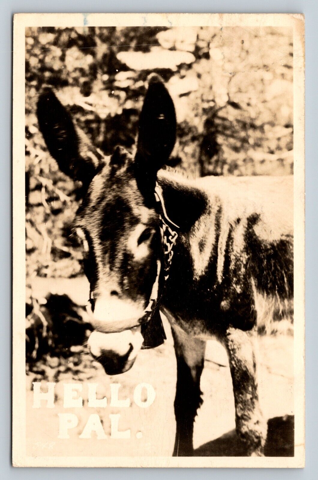 c1948 RPPC Donkey HELLO PAL Nice Msg VINTAGE Real Photo Postcard