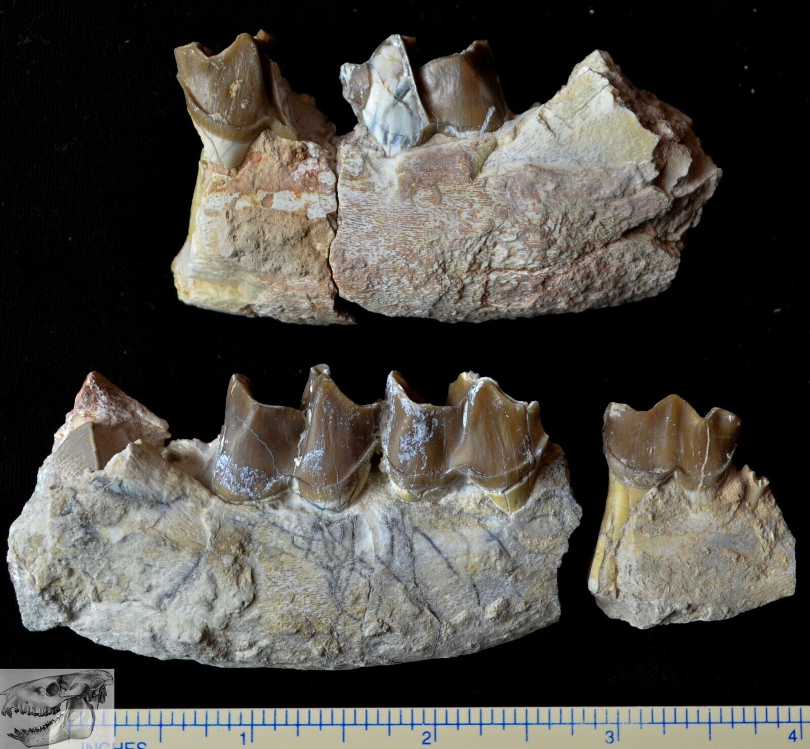 Juvenile Hyracodon Partial Jaw, Fossil, Early Rhinoceros, SD, Oligocene R1076