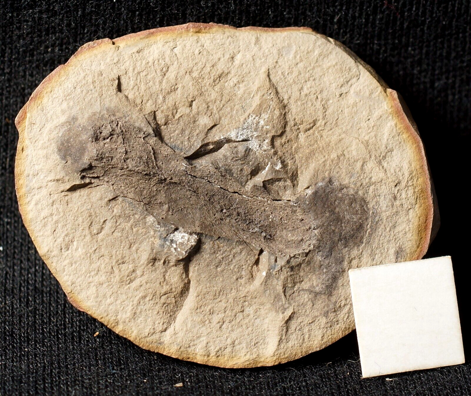 Rare Carboniferous fossil shark ? nodule half not Mazon Creek from UK