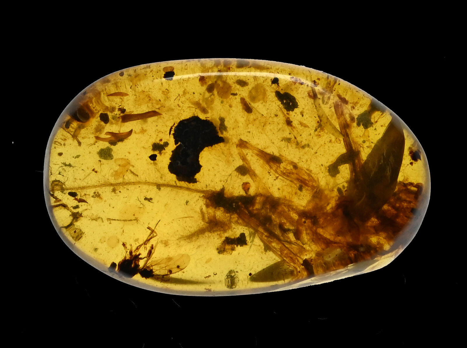 Large Orthoptera (Cricket), Fossil insect inclusion in Burmese Amber