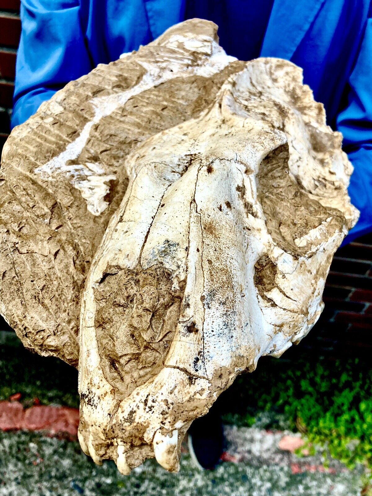 /BEYOND RARE FOSSIL MAMMAL SABER CAT Pleistocene Megantereon skull Gansu China