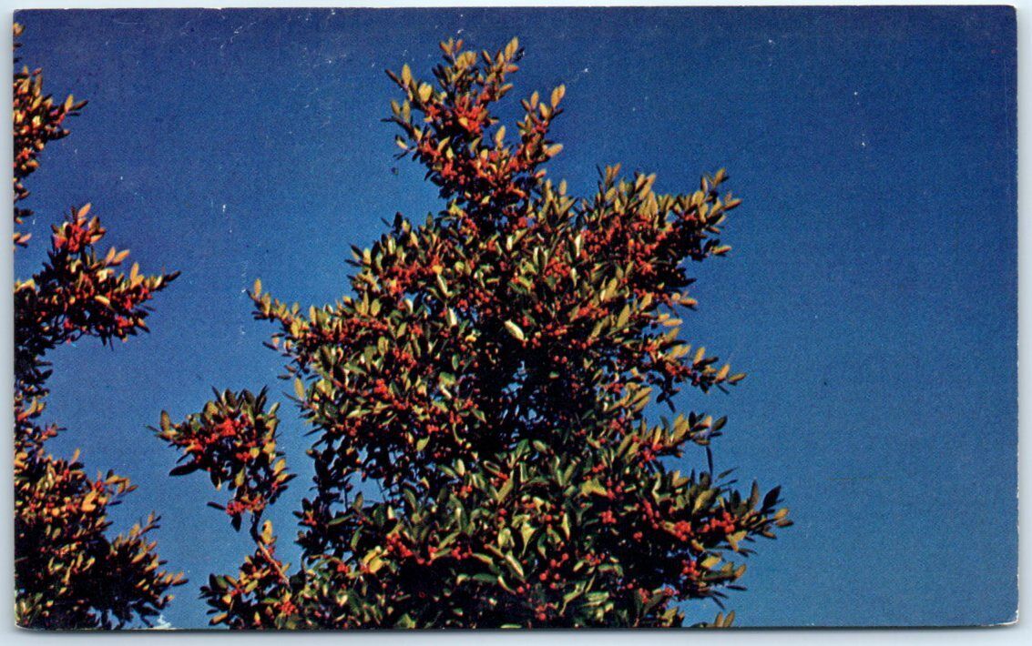 Postcard - The Holly Garden, The Botanical Gardens - Norfolk, Virginia