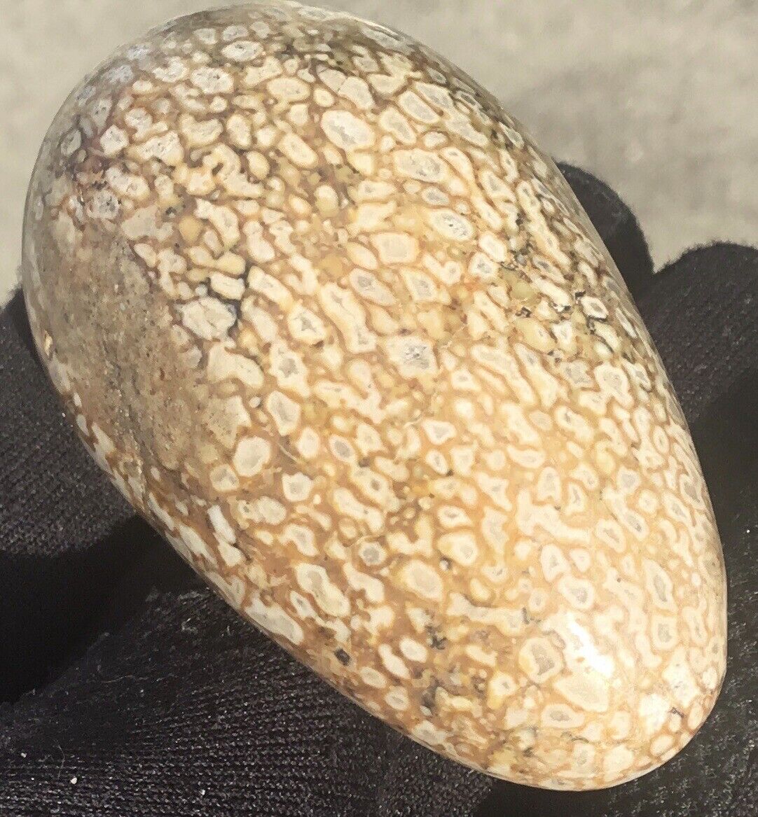 4 Oz Polished Agatized Dinosaur Bone Egg Palm Stone Display Piece Fossil