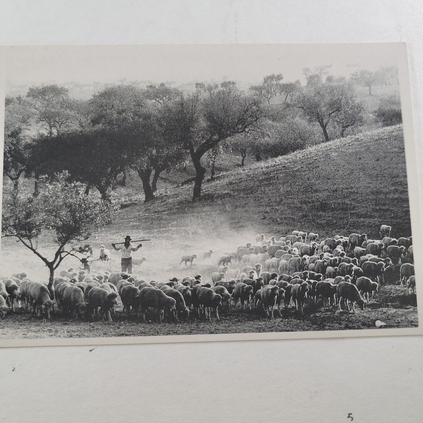 1935 RPPC Sheppard Leading Herd Sheep 1995 Reproduction Luis Manuel Vasconcelos