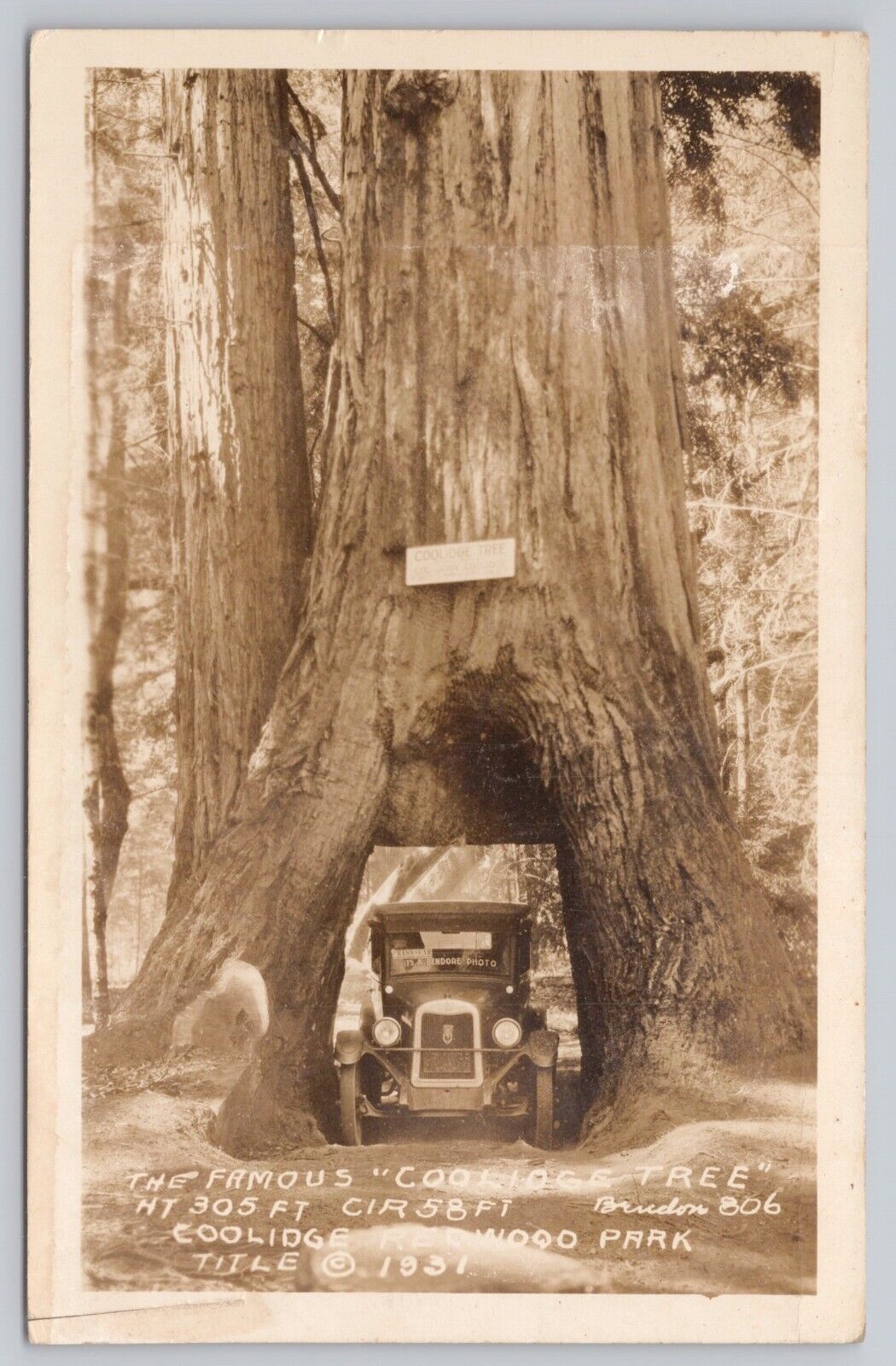 Willits California Old Car in Coolidge Redwood Tree VTG RPPC Real Photo Postcard