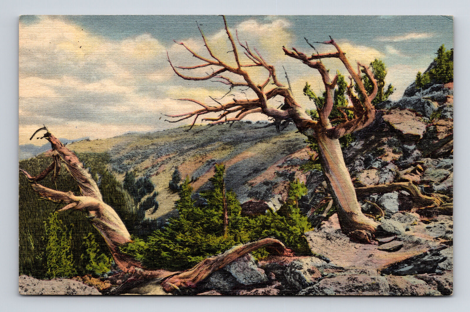 Postcard Rocky Mountain Nat\'l Park CO Colorado Timberline Trees Trail Ridge