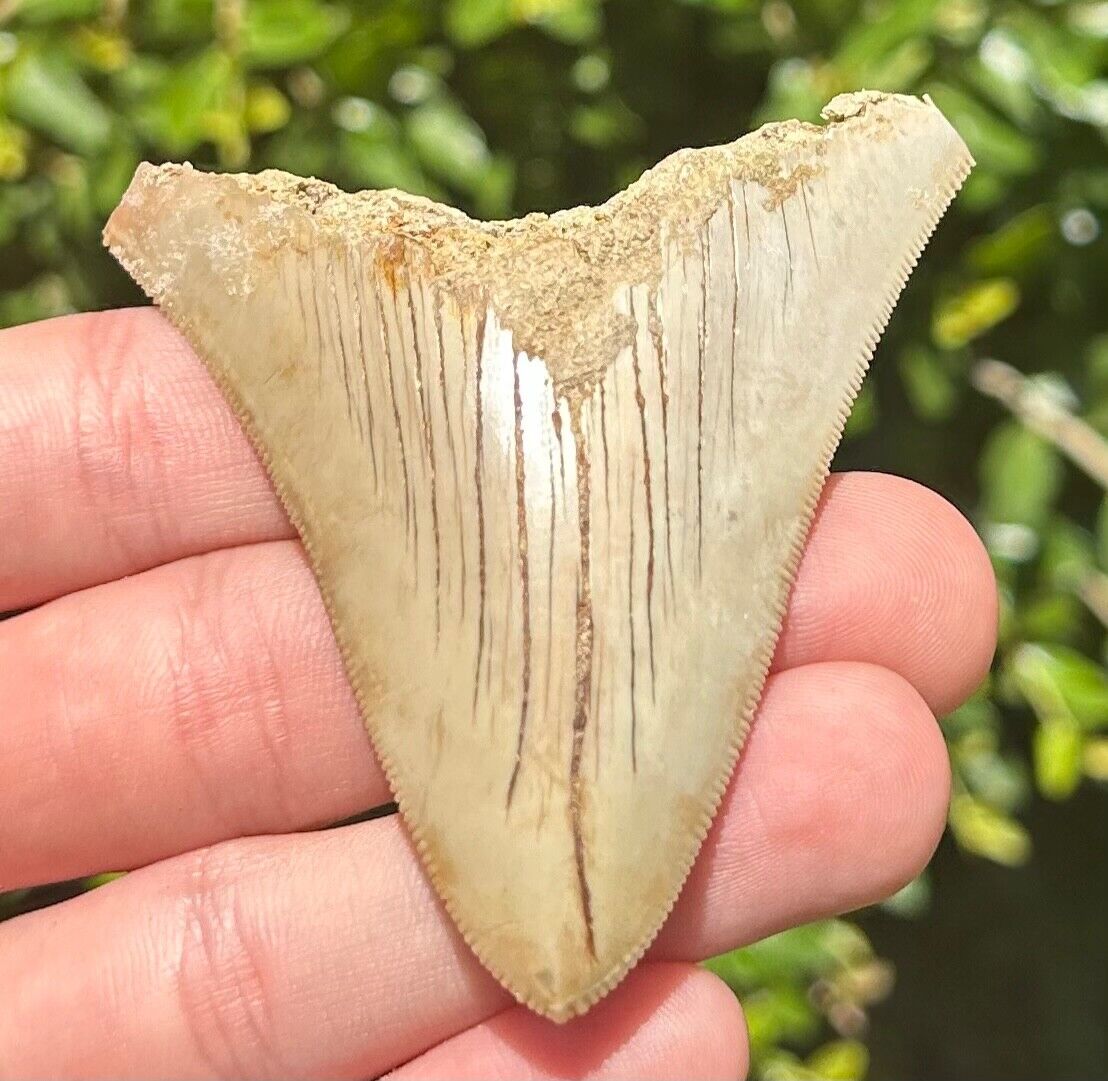Indonesia Megalodon Tooth Fossil Serrated Natural Shark Tooth Indonesian Meg
