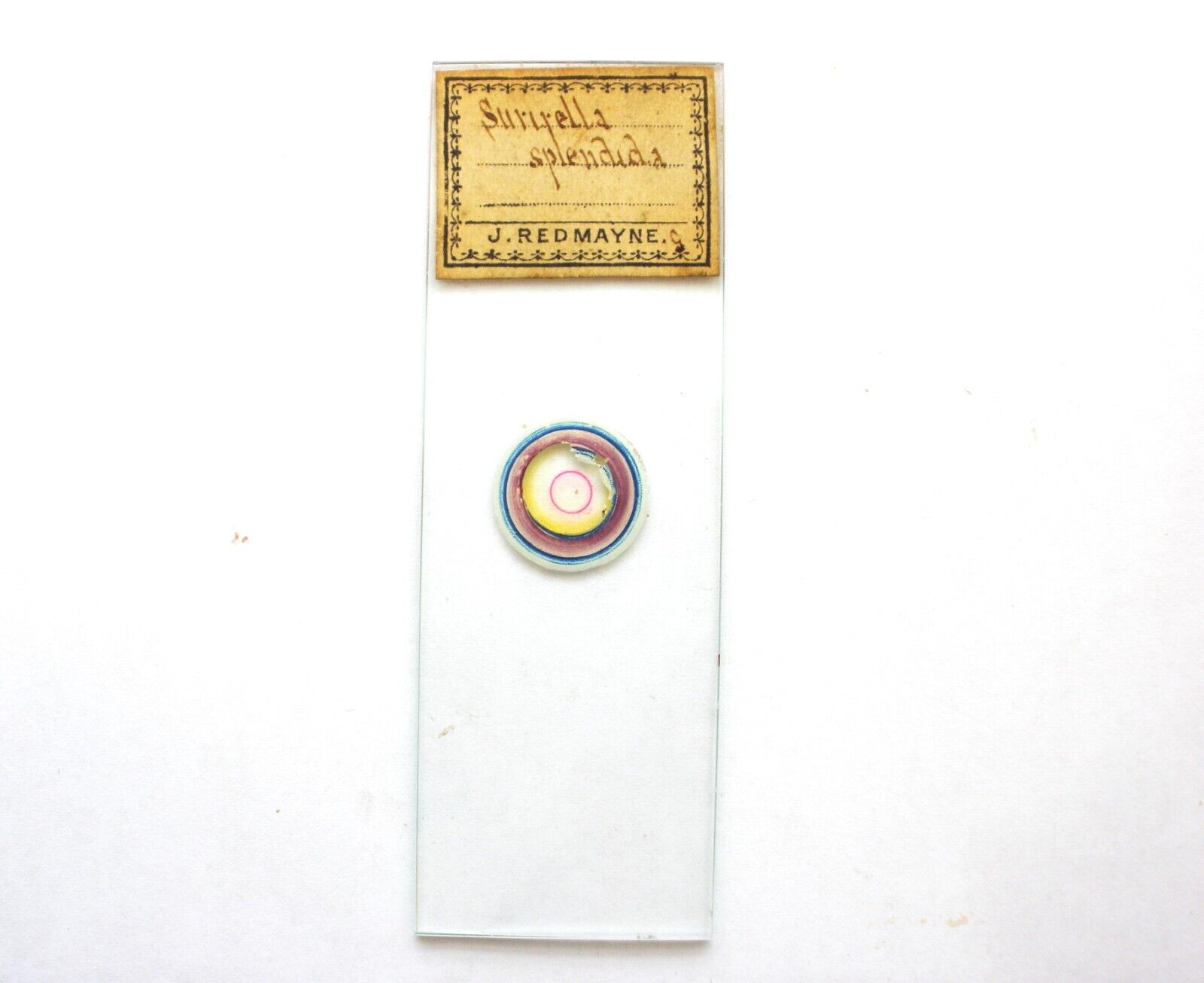 Antique Microscope  Slide. Diatom Surirella Splendida by J.Redmayne.