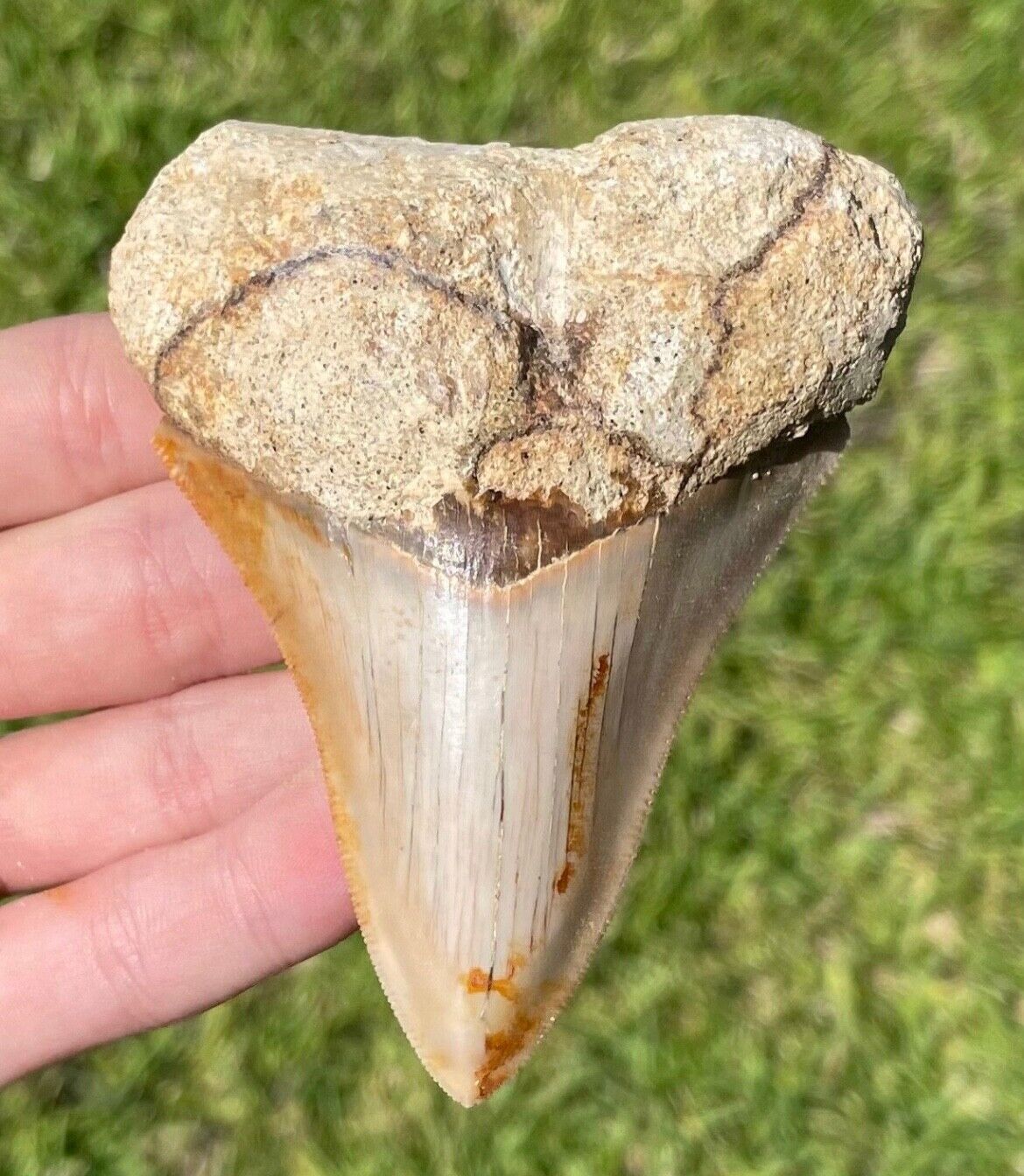 Indonesia Megalodon Tooth BIG 3.6” Serrated Natural Fossil Shark Tooth Indonesia