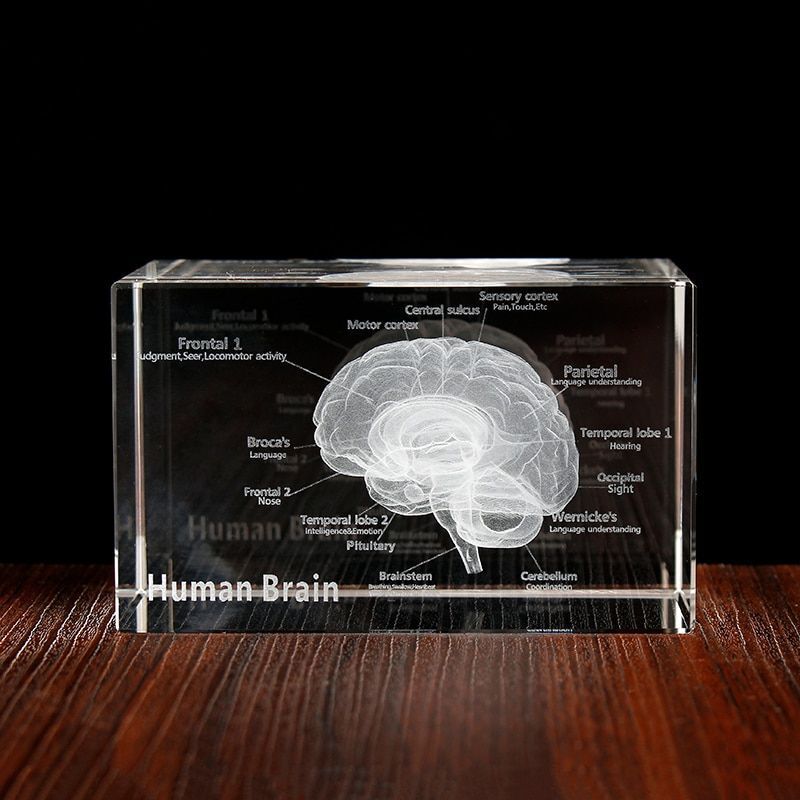 Human Anatomical Model Crystal Laser Brain Sculpture Cube Science Figurines Gift