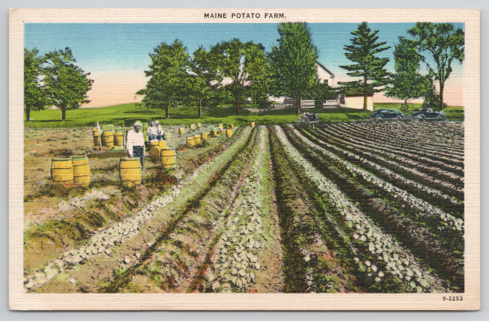 Maine Potato Farm Workers In Field Linen Postcard